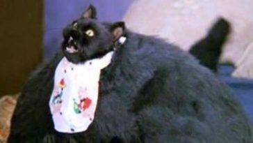 Salem 10 Motivi Per Amare Il Gatto Di Sabrina Vita Da Strega