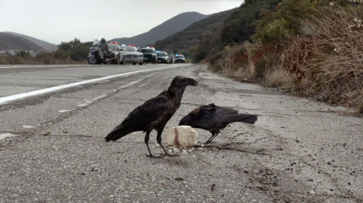 sons of anarchy