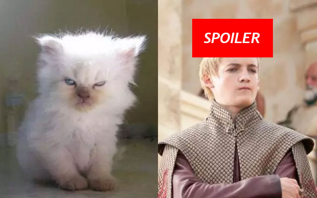 Gatto Joffrey Game of Thrones