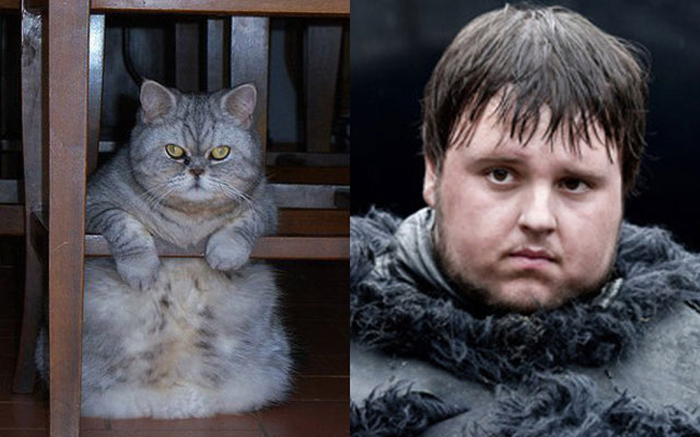 gatto Sam Tarly Game of Thrones