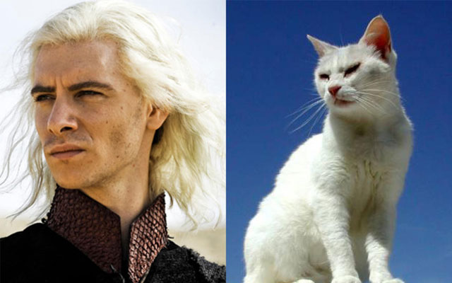 Gatto Viserys Targaryen Game of Thrones