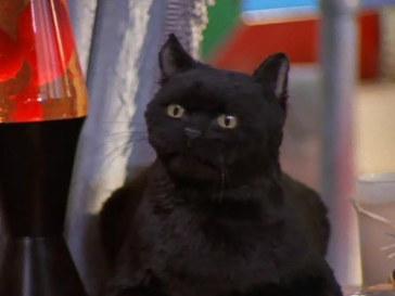 Il mio nero teen micio