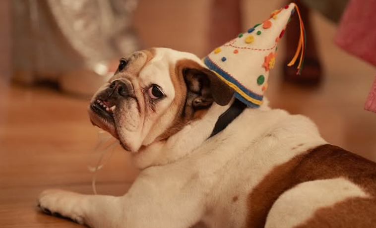 Richard Burton, il cane di Charlotte, nella 3x07 di And Just Like That