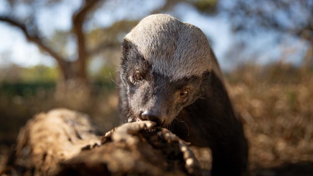 Un puccioso animale di Underdogs