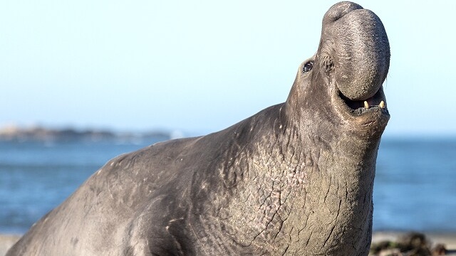 Un altro protagonista di Underdogs