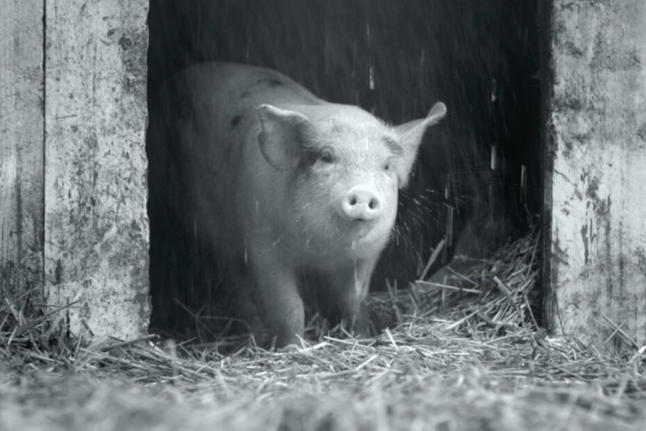 Gunda è uno dei documentari sulla natura più interessanti degli ultimi anni