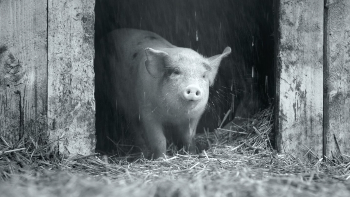 Gunda è uno dei documentari sulla natura più interessanti degli ultimi anni