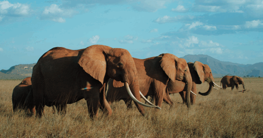 The Elephant Queen, uno dei migliori documentari sulla natura in circolazione