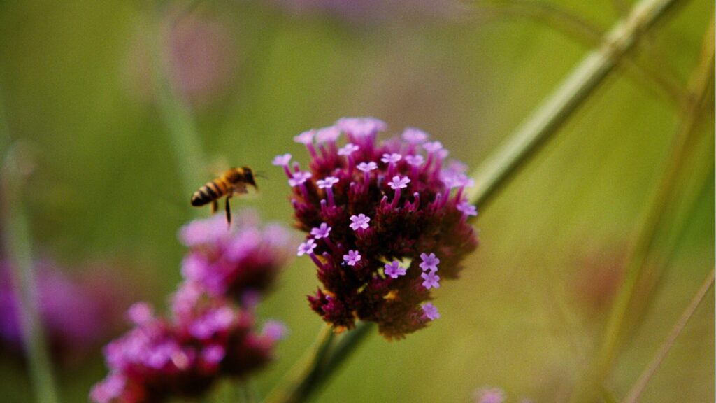 Un frame del l nuovo film di Yorgos Lanthimos