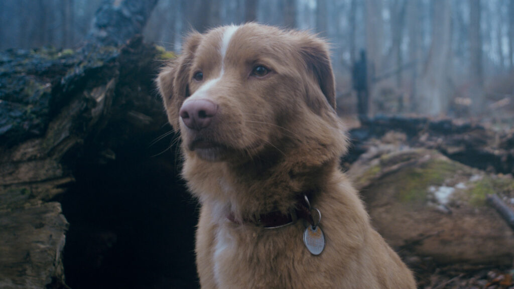 Il cane Indy nel film horror più sorprendente dell'anno